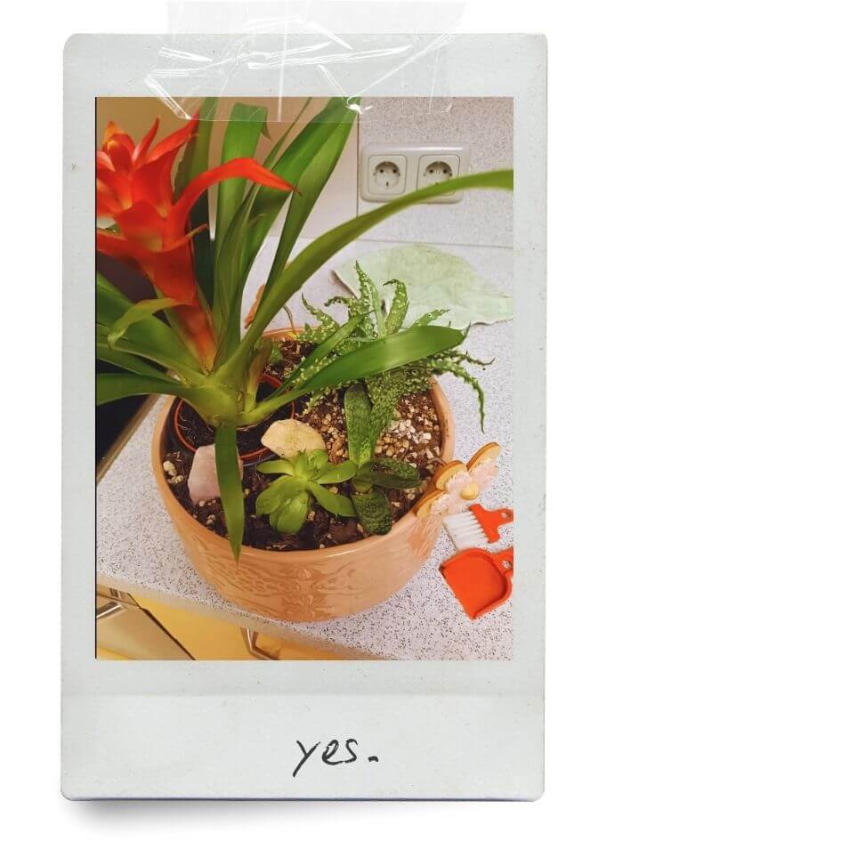 LUCKY TO HAVE® – the smallest broom and pan set – helping with clean repotting of houseplants, sweeping soil and fine plant debris so transplanting stays tidy and mess-free.