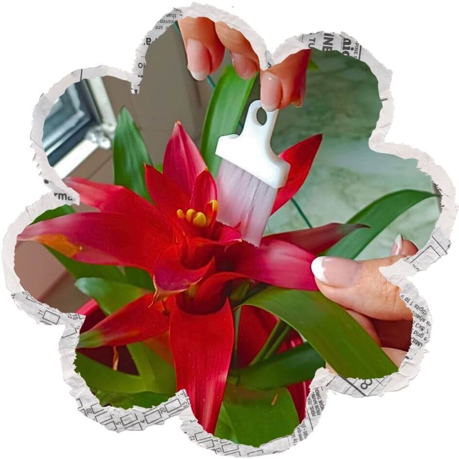 LUCKY TO HAVE® Lucky Blanco mini broom gently cleaning pollen and fine dust from a red houseplant flower, enabling precise care of delicate surfaces – fine things matter.