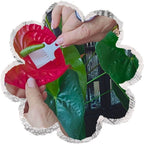 LUCKY TO HAVE® Blanco mini broom gently cleaning dust from a decorative flowering houseplant, enabling precise care of delicate petals and leaves.